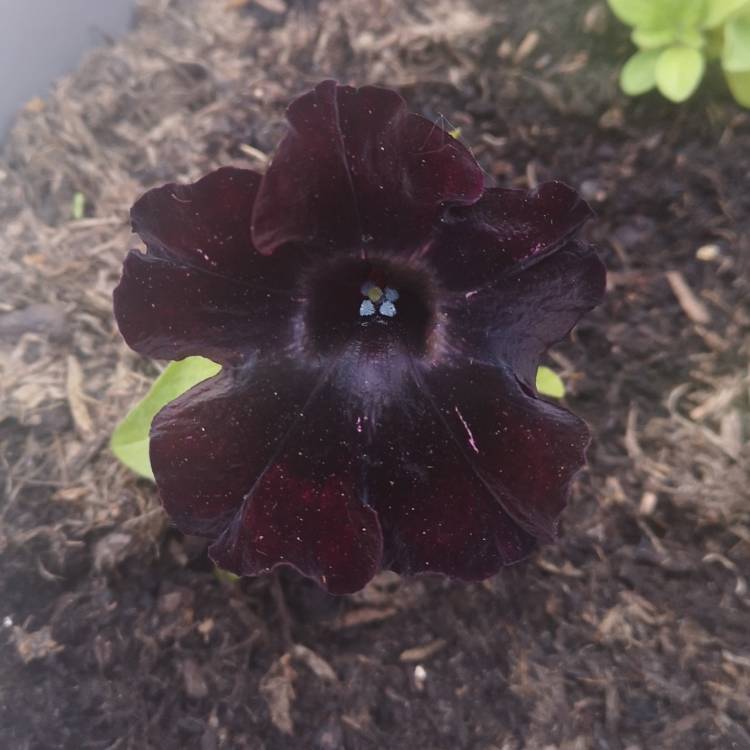 Plant image Petunia 'Back To Black'