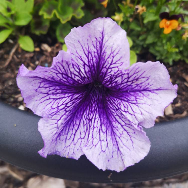 Plant image Petunia Surfinia 'Blue Vein'