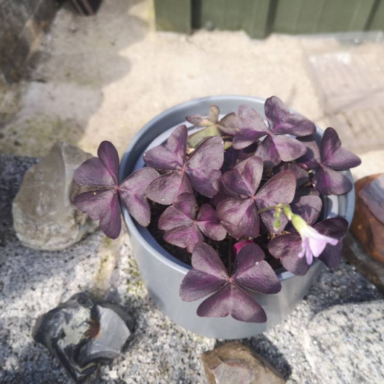 plant image 1504114 plant image 1504114
