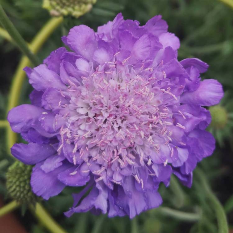 Plant image Scabiosa atropurpurea 'Oxford Blue'