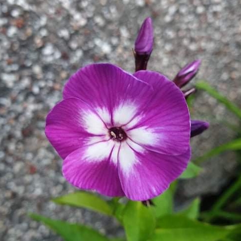 plant image 1516665 plant image 1516665