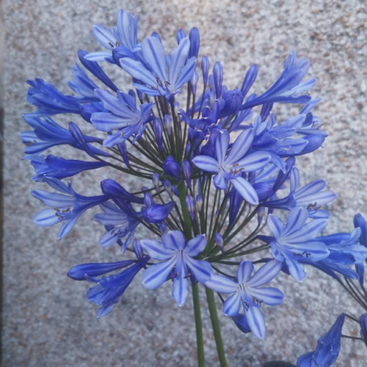 Plant image Agapanthus 'Lapis' syn. Agapanthus 'Lapis Lazuli'