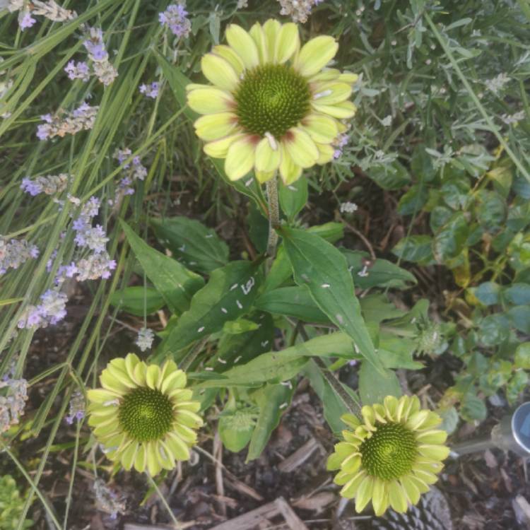 plant image 1528839 plant image 1528839