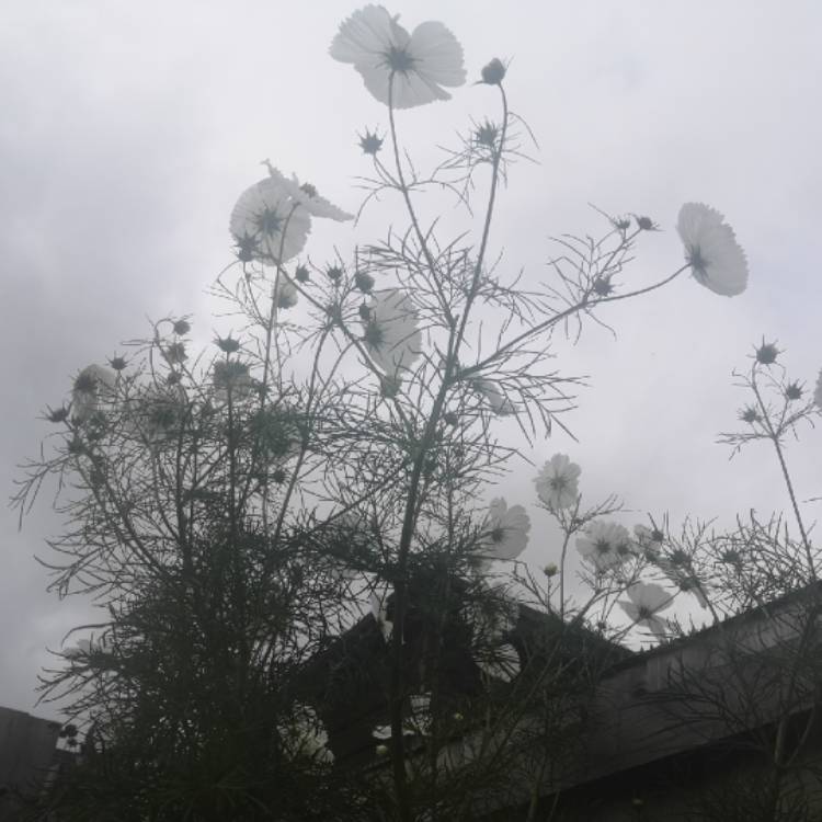 plant image 1536106 plant image 1536106