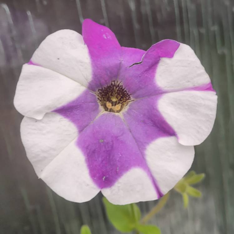 plant image 1546150 plant image 1546150