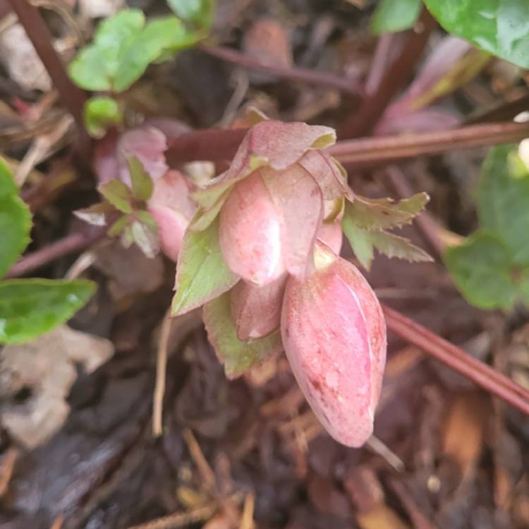 plant image 1555278
