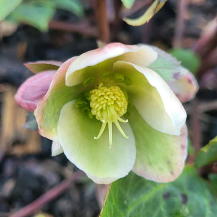 plant image 1558475