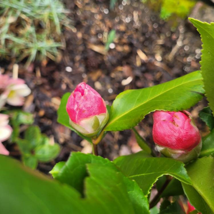 Plant image Camellia japonica 'Pink'