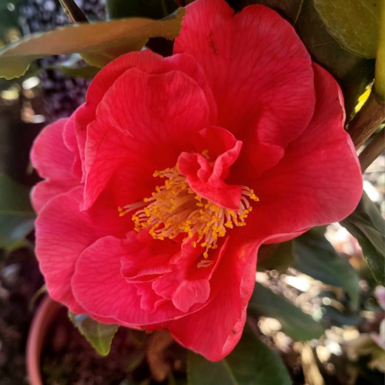 plant image 1565768