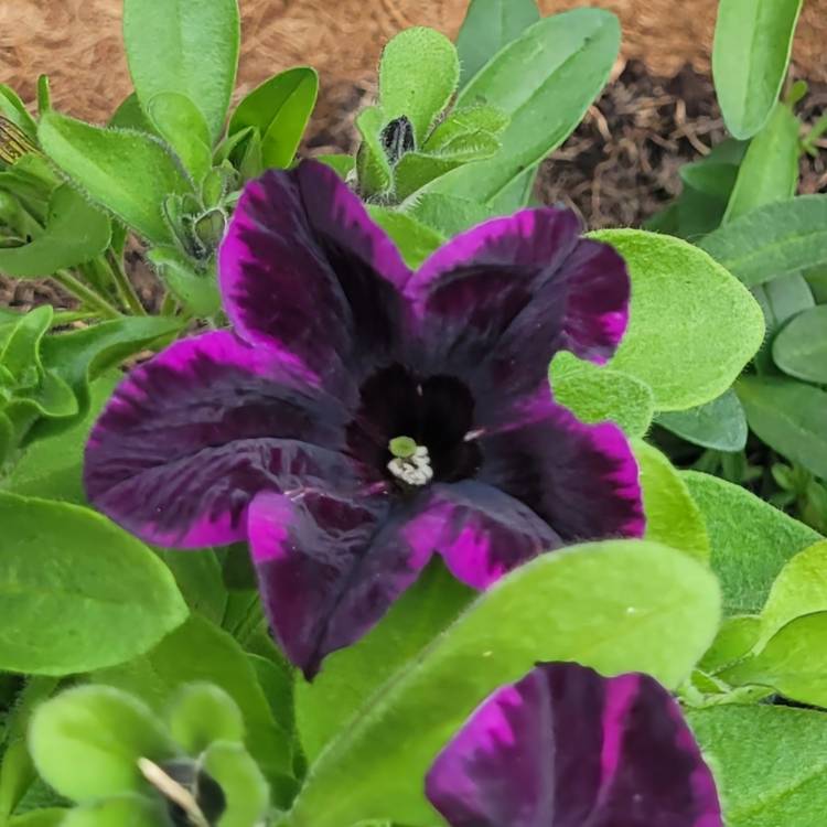 plant image 1579971
