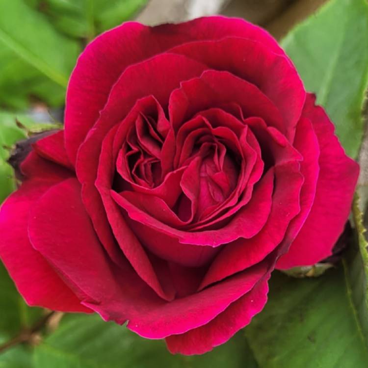 Plant image Rosa 'Souvenir du Docteur Jamain'