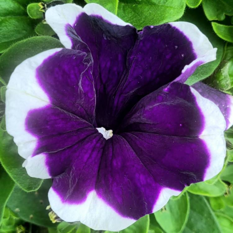 plant image 1606950 plant image 1606950
