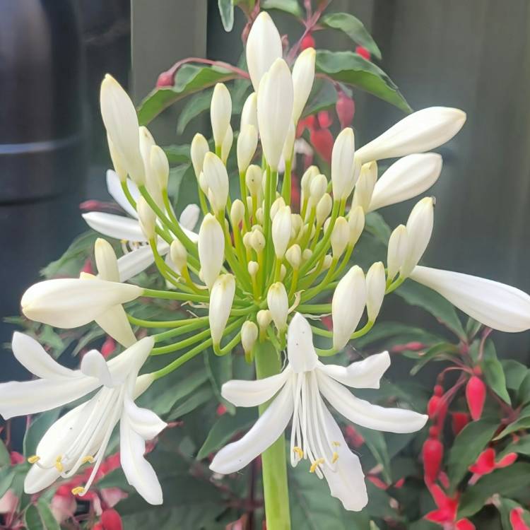 Plant image Agapanthus africanus 'Albus'