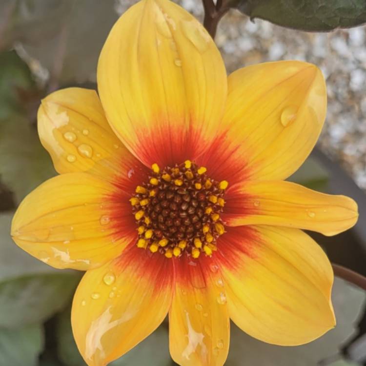 Plant image Dahlia 'Sunshine'