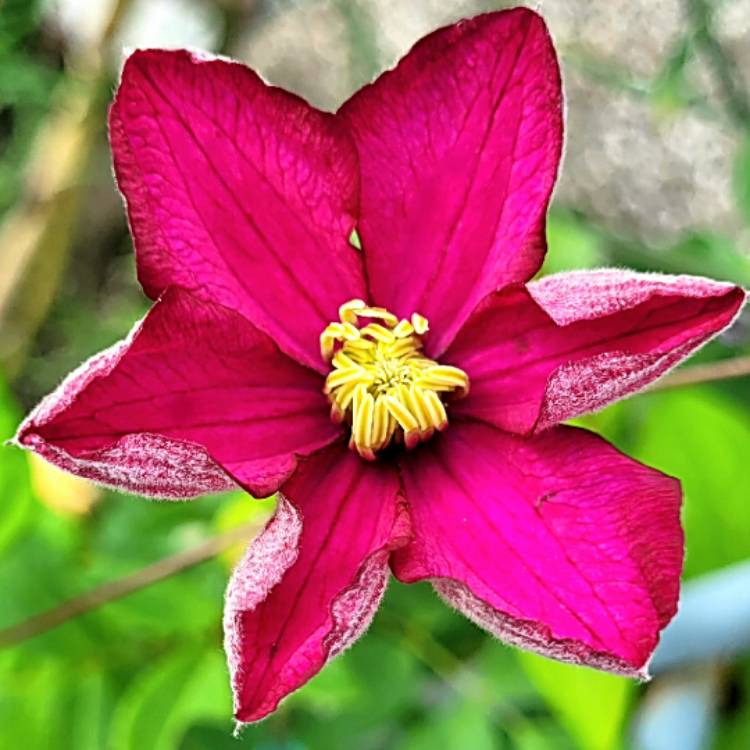 plant image 1623196