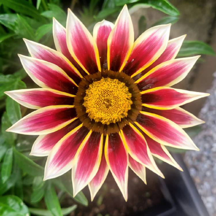 Plant image Gazania 'Daybreak Mix'