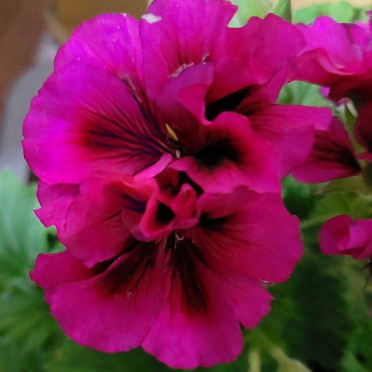plant image 1651099 plant image 1651099