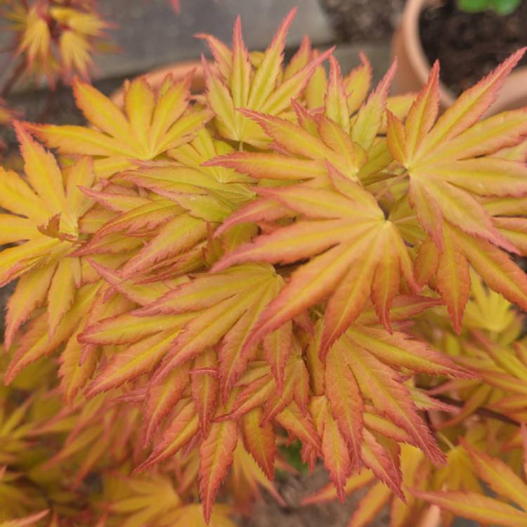 plant image 1660268 plant image 1660268