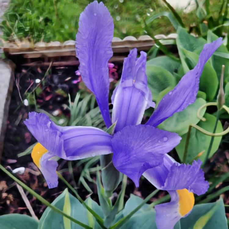 Plant image Iris x hollandica 'Carmen'