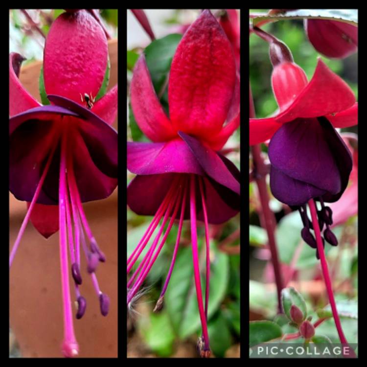 plant image 1663458