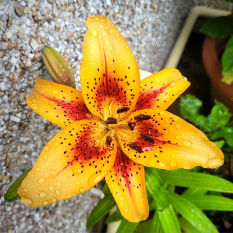 plant image 1675399