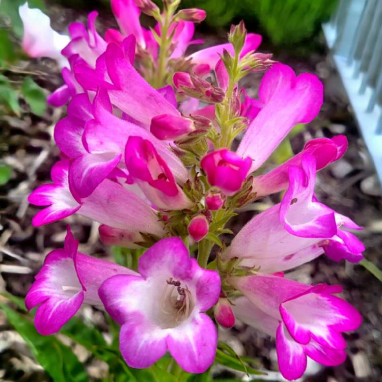 Plant image Penstemon 'Pensham Laura'