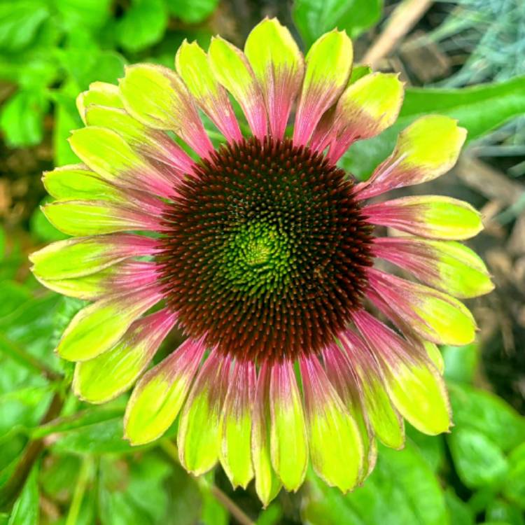 plant image 1680879 plant image 1680879