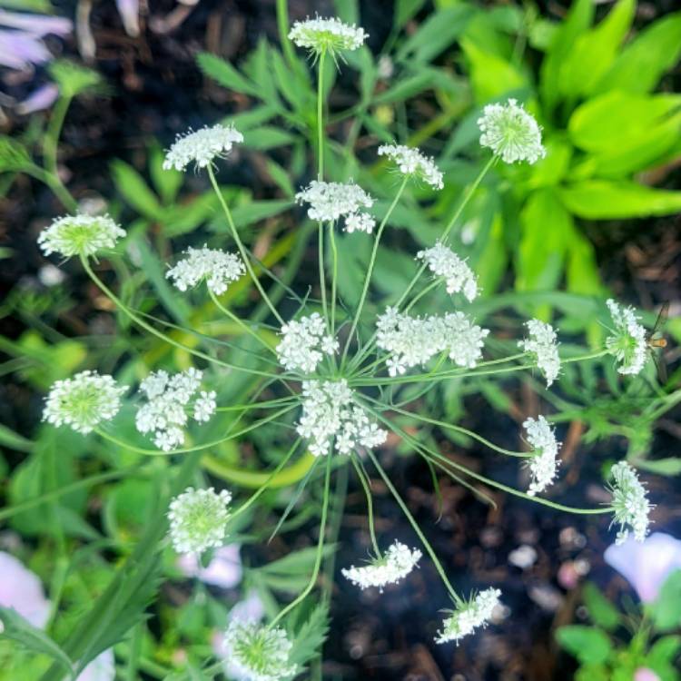plant image 1681777