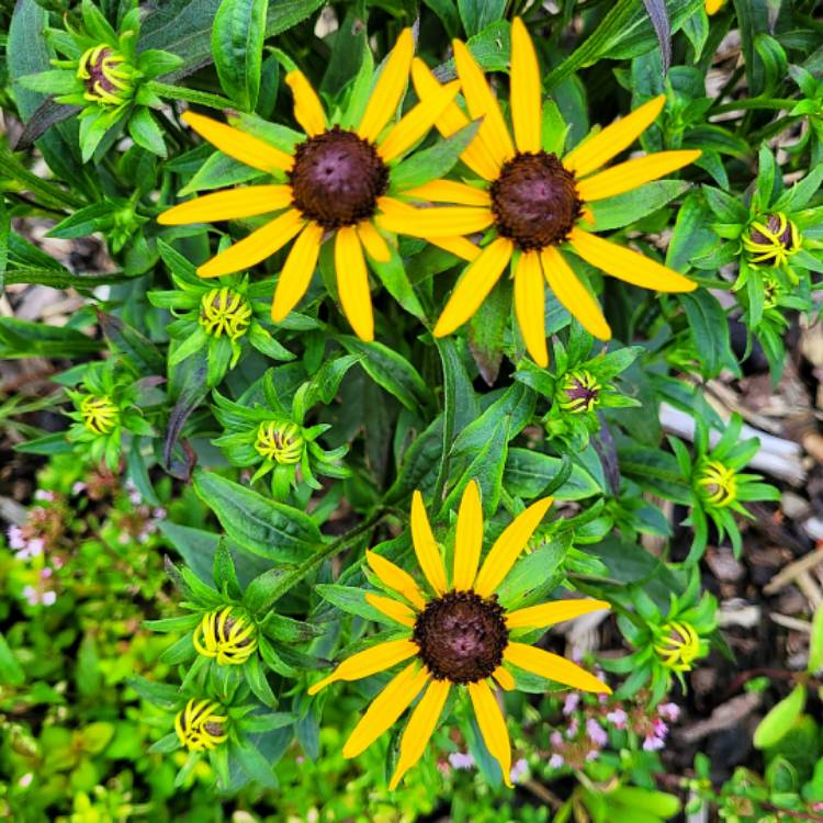 Plant image Rudbeckia Little Gold Star