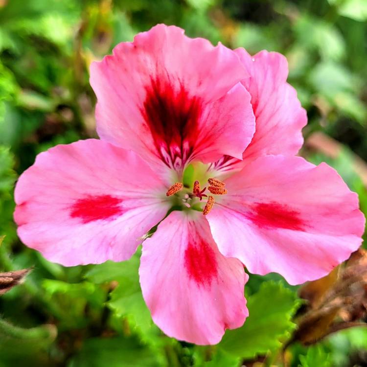 plant image 1690885 plant image 1690885