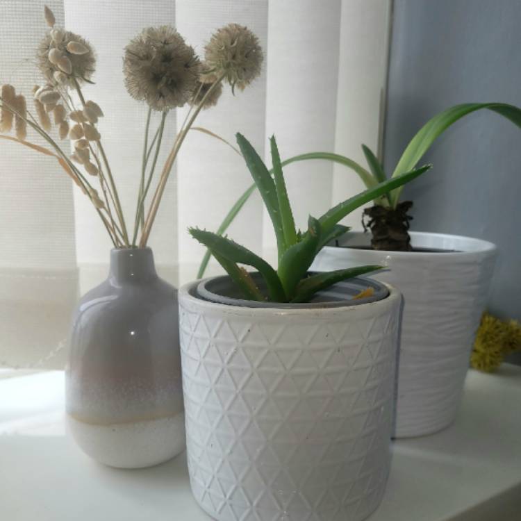 plant image 1692029