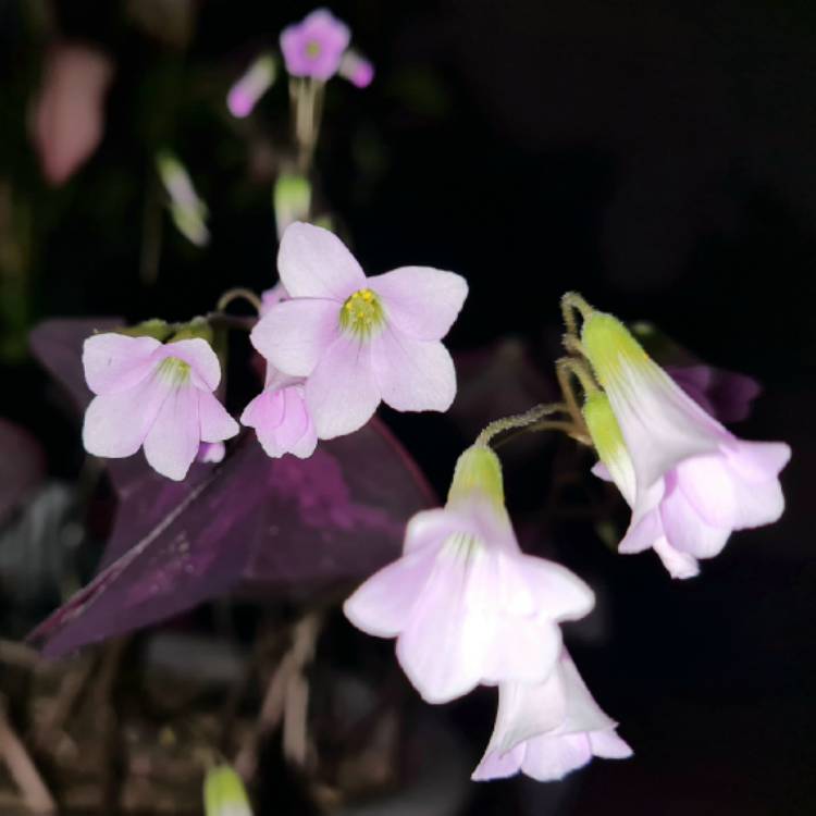 plant image 1696531 plant image 1696531