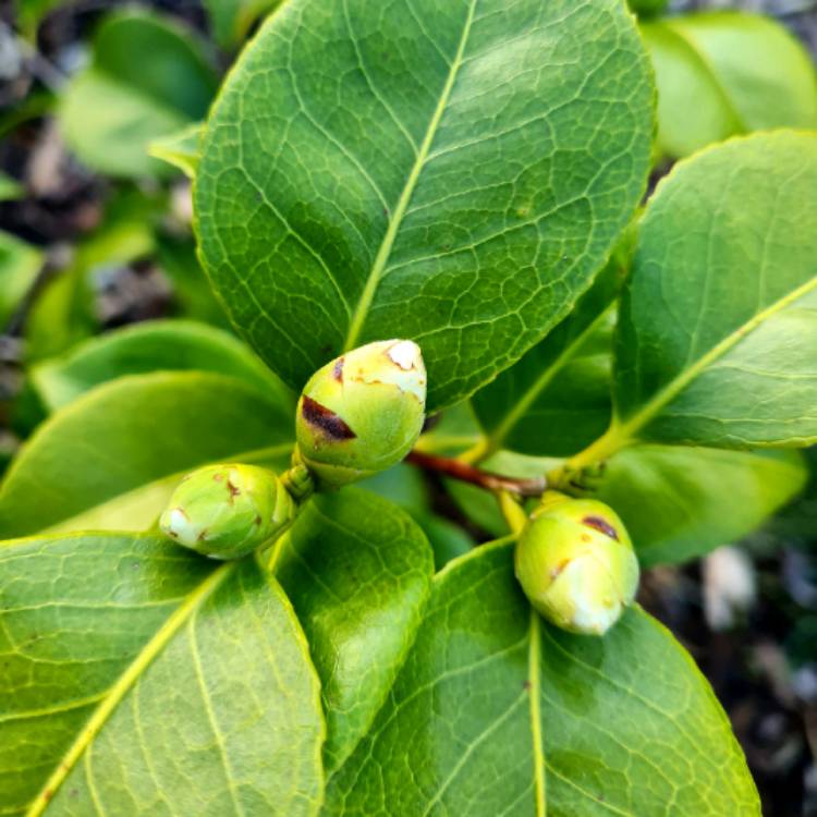 plant image 1697405