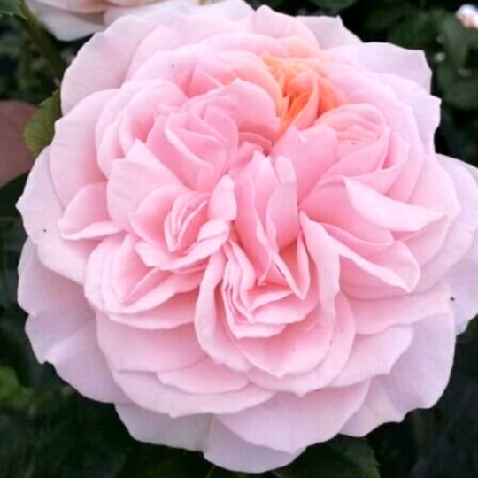 Plant image Rosa 'Korfloci01' syn. Rosa 'Joie de Vivre', Rosa 'Garden of Roses', Rosa 'Cream Veranda', Rosa 'Cream Flower Circus'