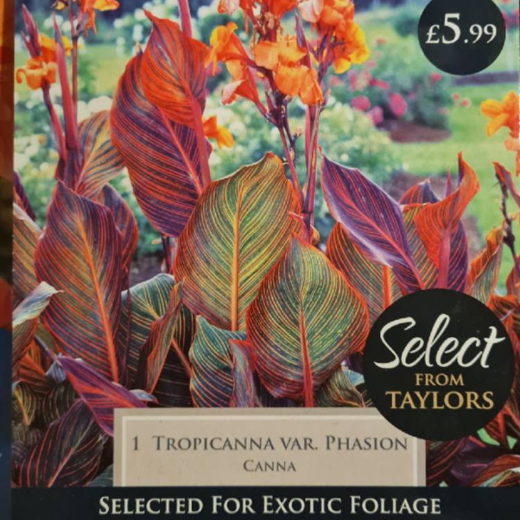 Plant image Canna 'Phasion' syn. Canna 'Durban', Canna 'Tropicanna', Canna 'Inferno'
