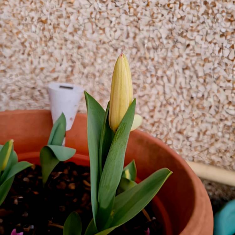 plant image 1701126 plant image 1701126