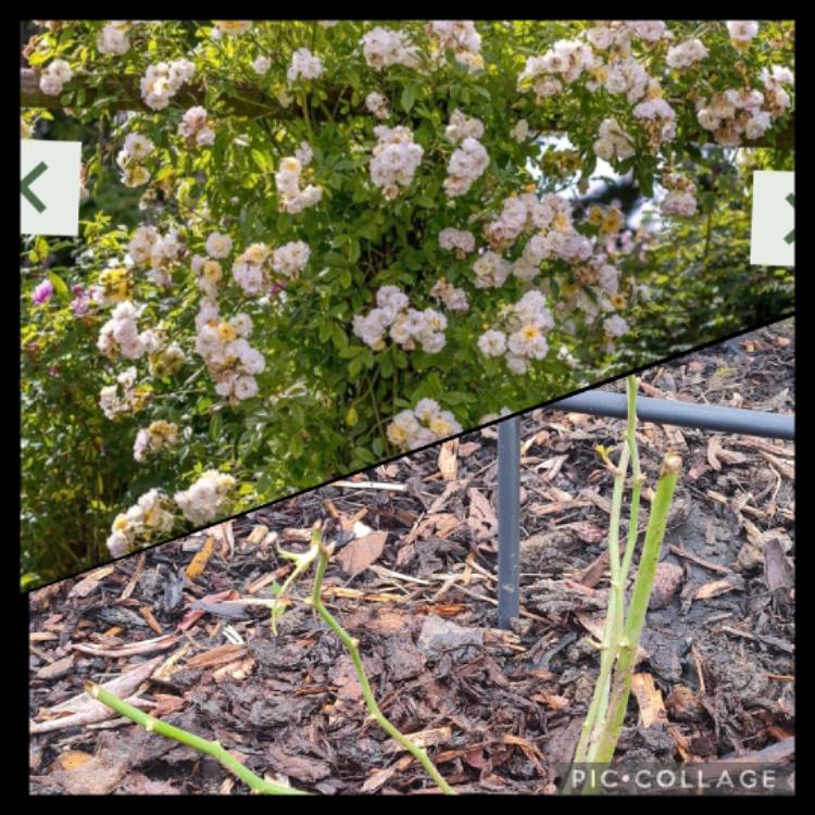 Plant image Rosa 'Ghislaine de Felingonde'