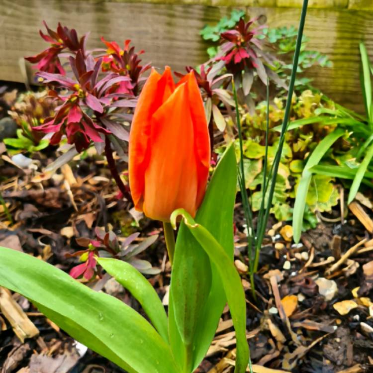 plant image 1701531 plant image 1701531
