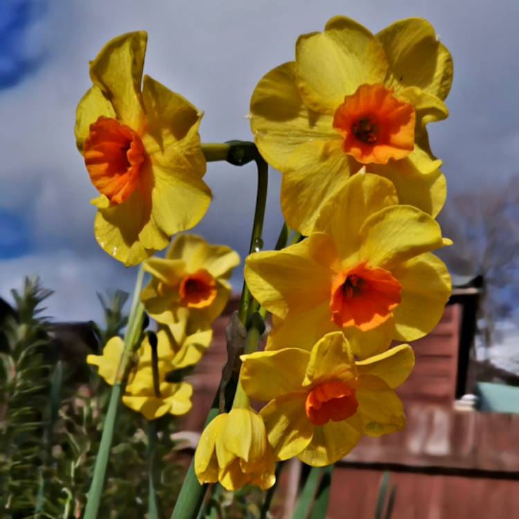 plant image 1701593