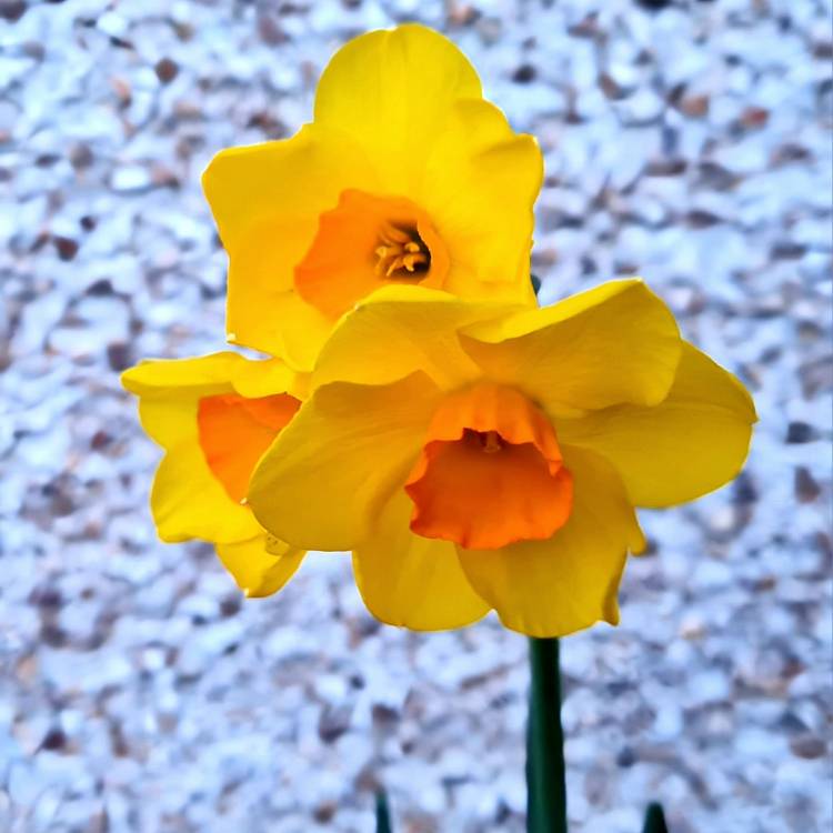 Plant image Narcissus 'Martinette'