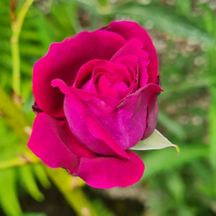 plant image 1711280 plant image 1711280