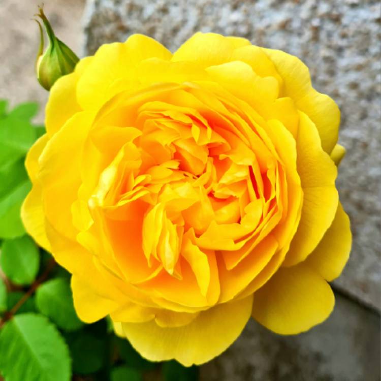 plant image 1713609