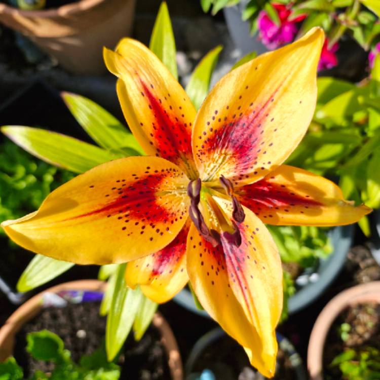 plant image 1718580