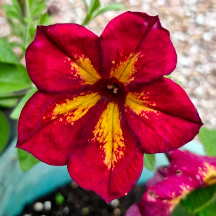 plant image 1719056 plant image 1719056