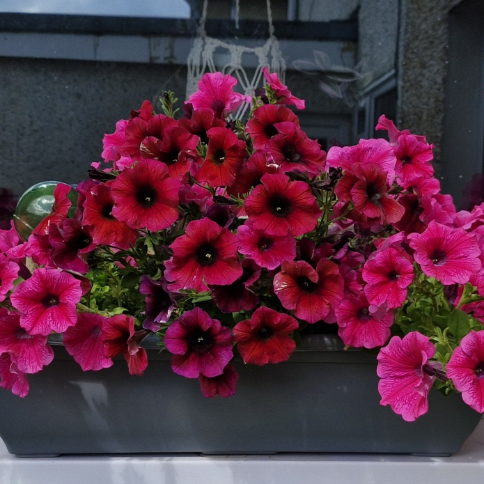plant image 1720222 plant image 1720222