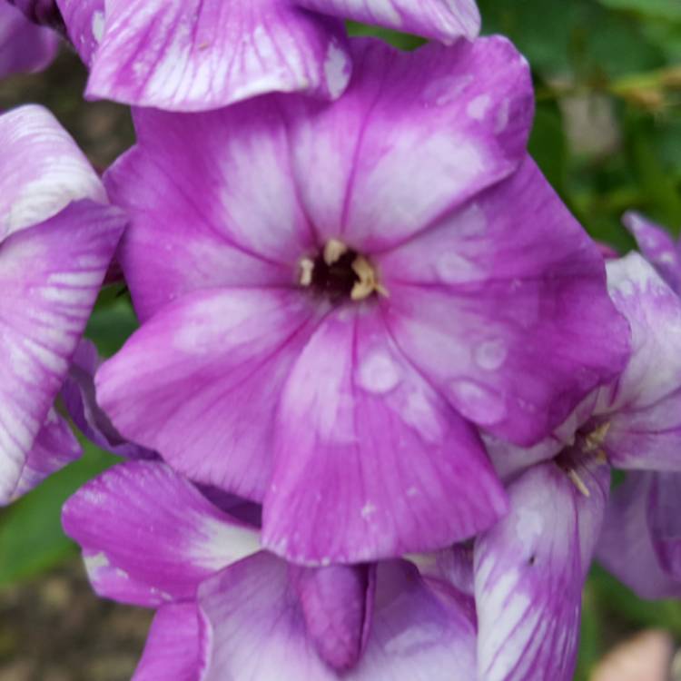 plant image 560426 plant image 560426