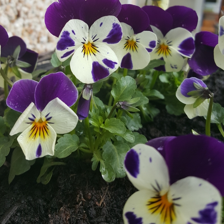 Plant image Viola x wittrockiana 'Historic Florist Pansies Mixed'
