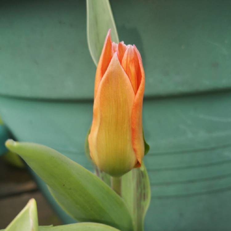 plant image 956345 plant image 956345