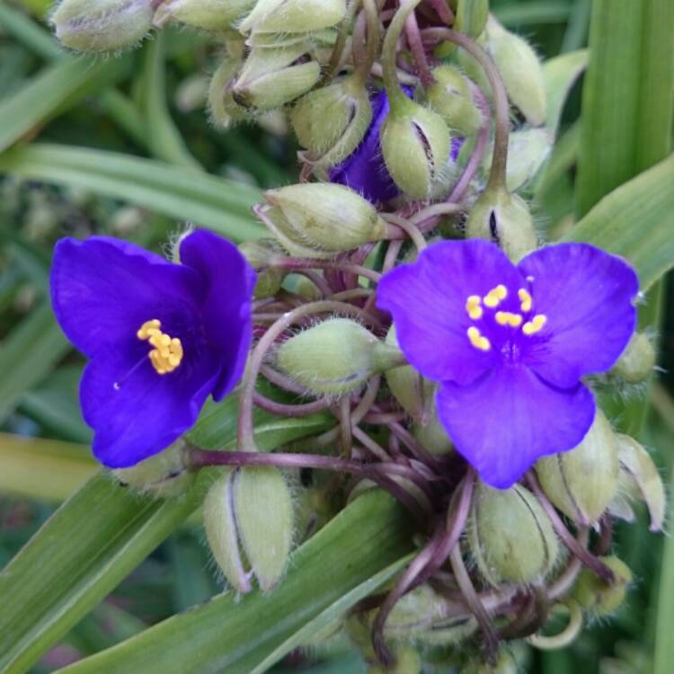 Plant image Tradescantia (Andersoniana Group) 'Purple Dome'