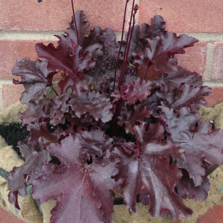 Plant image Heuchera 'Black Beauty'